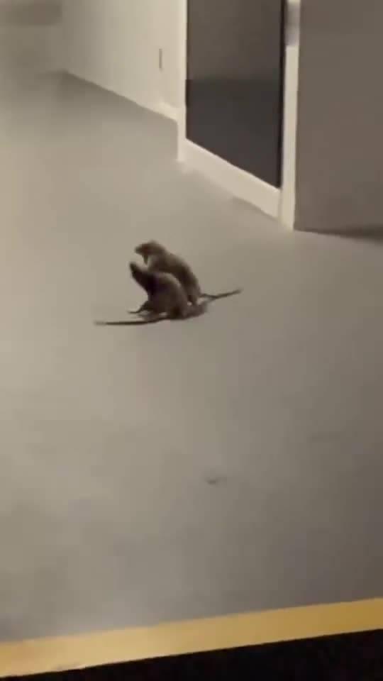 老鼠吃瓜视频在线观看免费,免费观看老鼠吃瓜萌态视频